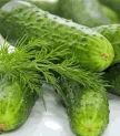Piparu gurķīši