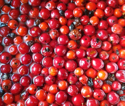 Pīlādžu ievārījums.