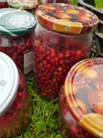 Brūkleņu kompots