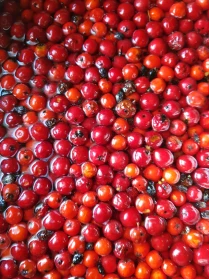 Pīlādžu ievārījums.