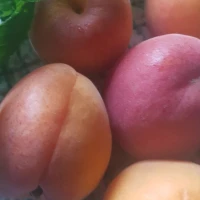Aprikozes ēdienos un dzērienos: padomi un interesanti fakti