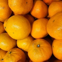 Mandarīni virtuvē: izvēle, uzglabāšana un recepšu idejas