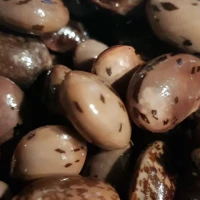 Pupiņas — praktiski padomi un interesanti fakti