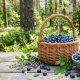 Mellenes ikdienas uzturā – vērtīga un daudzpusīga oga